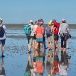 Gruppe Wattwandernde Hamburg Guides bei bestem Wetter
